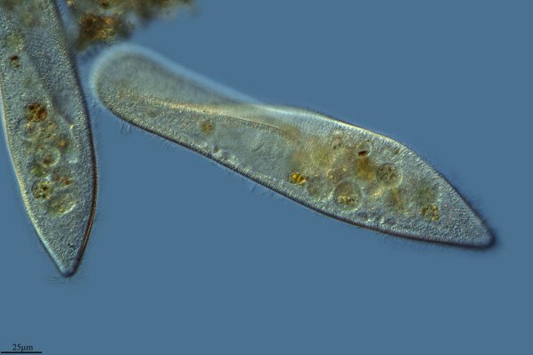 paramecium-neuroscience-peeriodicals